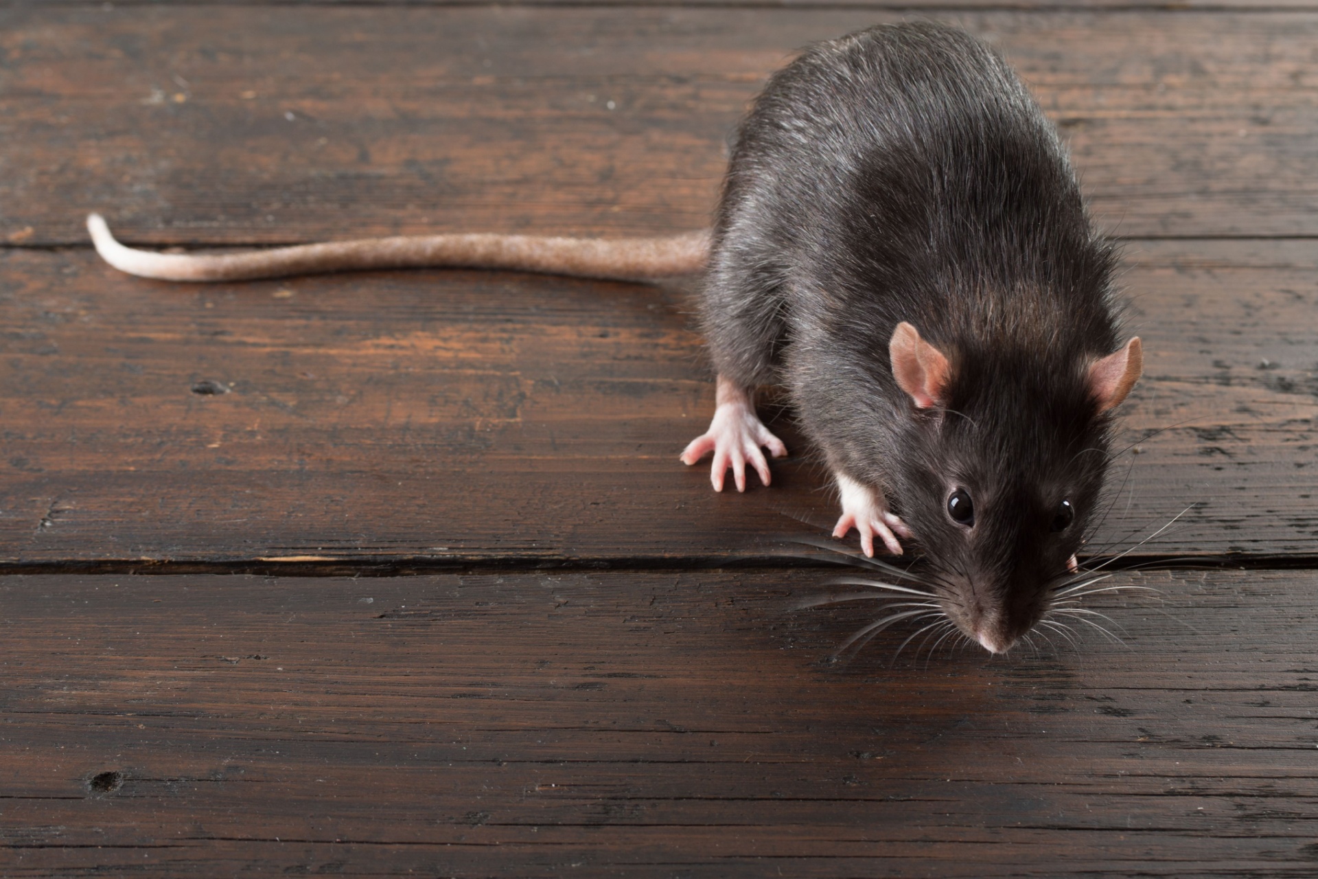 Read more about the article Who’s the Best Rodent Control Company in Naples, FL?