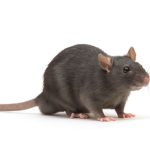 Best Rodent Exterminators in Naples, FL