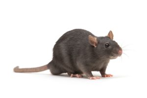 Read more about the article Best Rodent Exterminators in Naples, FL