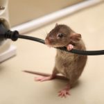 How to Tell If You Have Rats or Mice in Your Naples Home