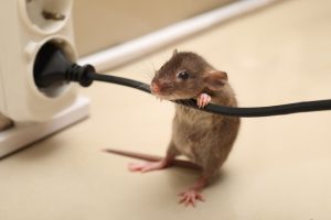 Read more about the article How to Tell If You Have Rats or Mice in Your Naples Home