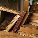 Why Rodents Love Attics in Fort Myers – Signs, Damage, & Solutions