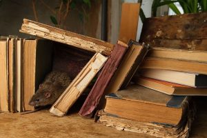 Read more about the article Why Rodents Love Attics in Fort Myers – Signs, Damage, & Solutions