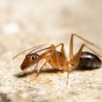 The Most Common Ant Species Found in Fort Myers (Fire Ants, Ghost Ants, Carpenter Ants & More)