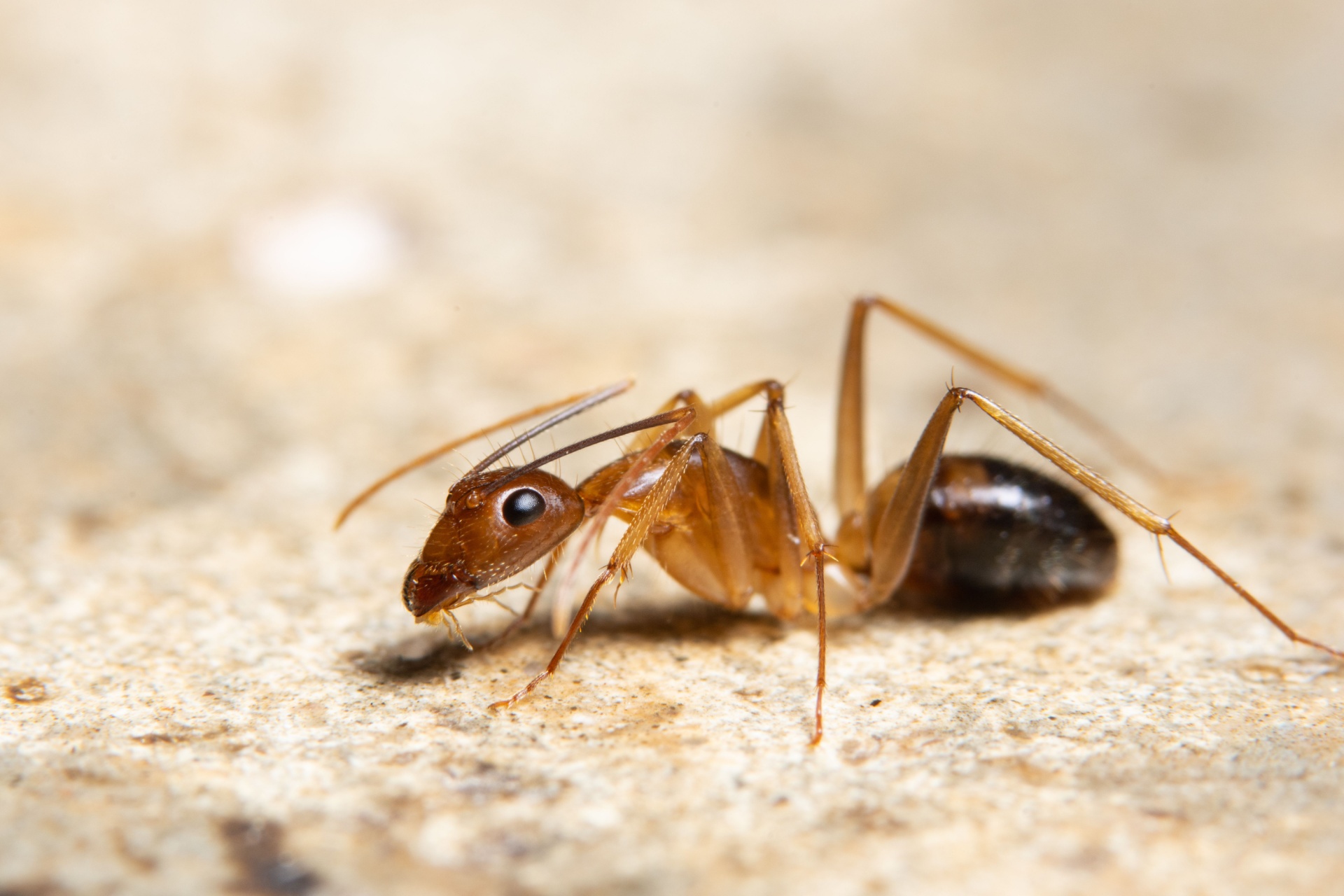 Read more about the article The Most Common Ant Species Found in Fort Myers (Fire Ants, Ghost Ants, Carpenter Ants & More)