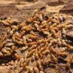 Why Annual Termite Inspections Are Essential in Fort Myers, FL