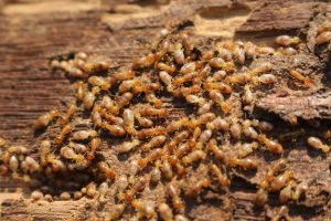 Read more about the article Why Annual Termite Inspections Are Essential in Fort Myers, FL