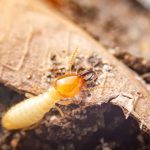 Who’s the Best Pest Control Company in Fort Myers for Termites?