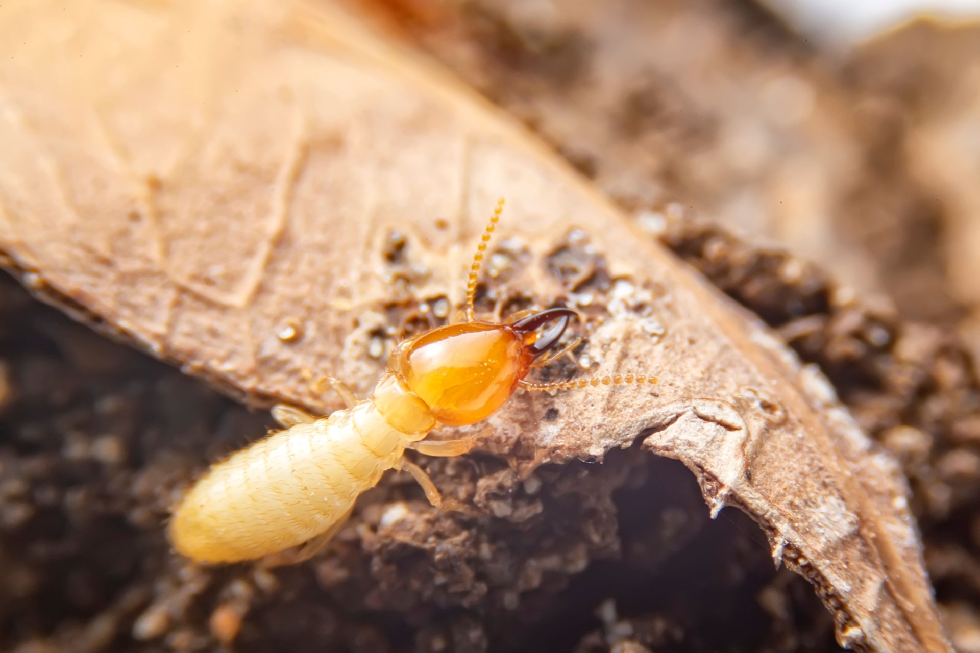 You are currently viewing Who’s the Best Pest Control Company in Fort Myers for Termites?
