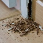 How Fast Termites Can Cause Structural Damage in Fort Myers Homes