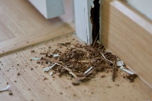 Read more about the article How Fast Termites Can Cause Structural Damage in Fort Myers Homes