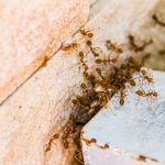 Ant Control in Fort Myers: DIY Treatments vs Professional Solutions