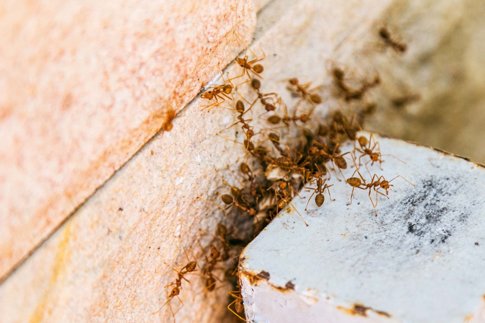You are currently viewing Ant Control in Fort Myers: DIY Treatments vs Professional Solutions