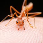 Why Ant Problems Are So Common in Fort Myers, FL Homes