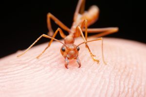 Read more about the article Why Ant Problems Are So Common in Fort Myers, FL Homes