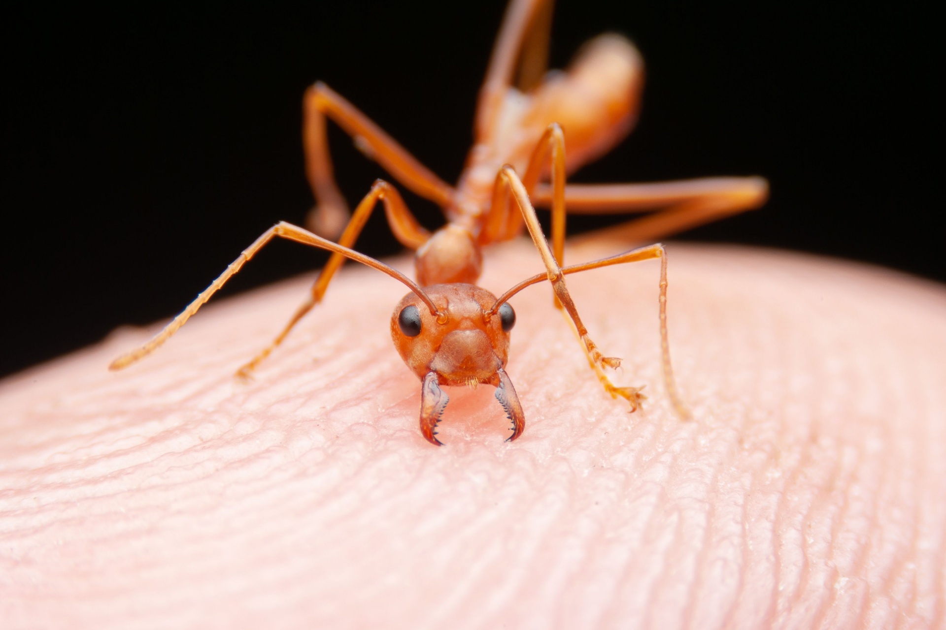 Read more about the article Why Ant Problems Are So Common in Fort Myers, FL Homes