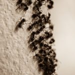 How Fort Myers’ Warm, Humid Climate Fuels Ant Infestations Year-Round