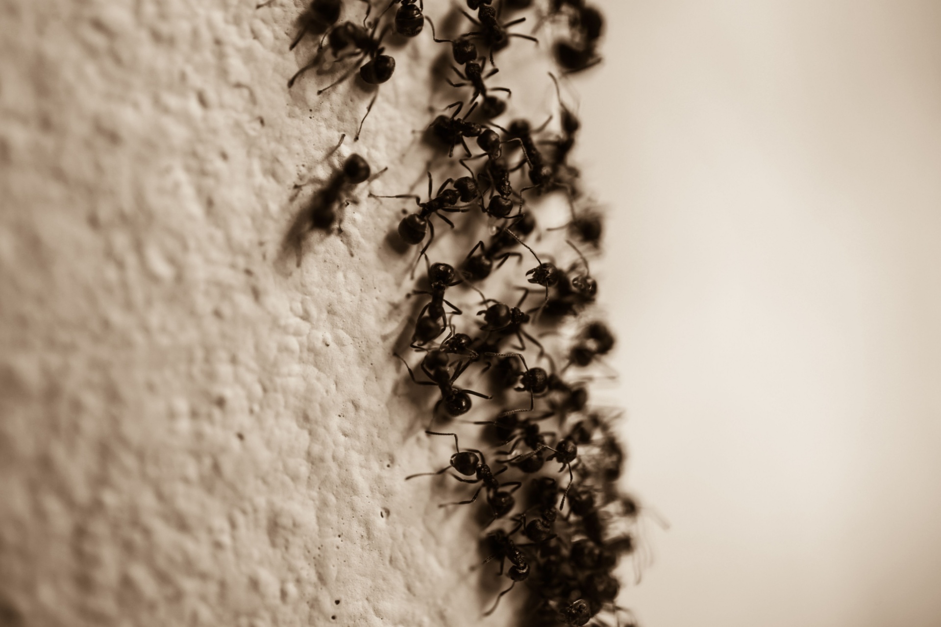 Read more about the article How Fort Myers’ Warm, Humid Climate Fuels Ant Infestations Year-Round