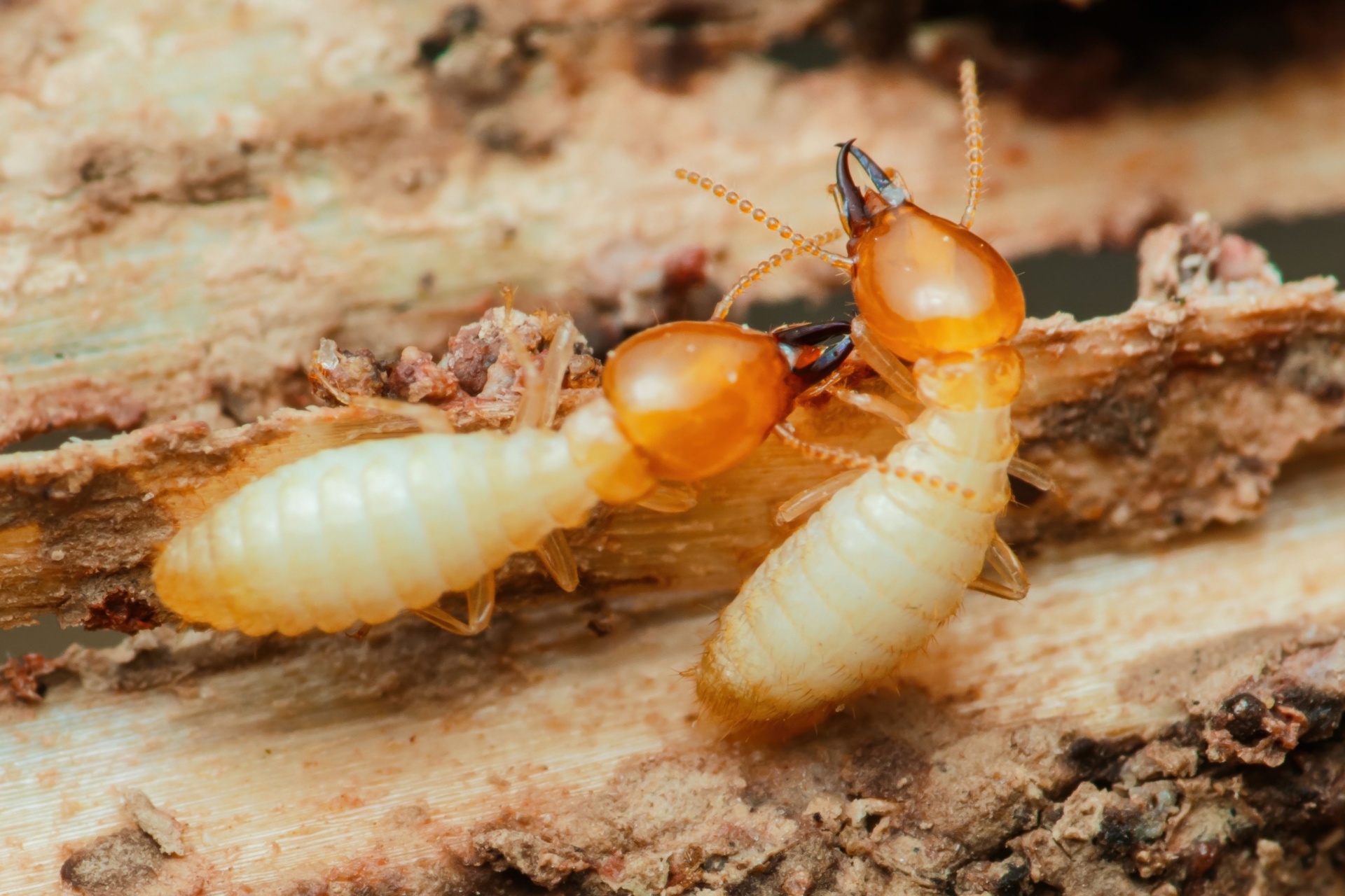 You are currently viewing The Cost of Ignoring Termites in Fort Myers: Repair vs Prevention