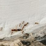 Signs You Have an Ant Infestation in Your Fort Myers Home