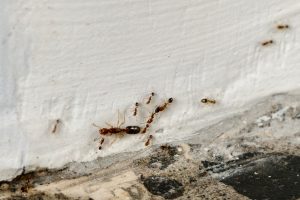 Read more about the article Signs You Have an Ant Infestation in Your Fort Myers Home