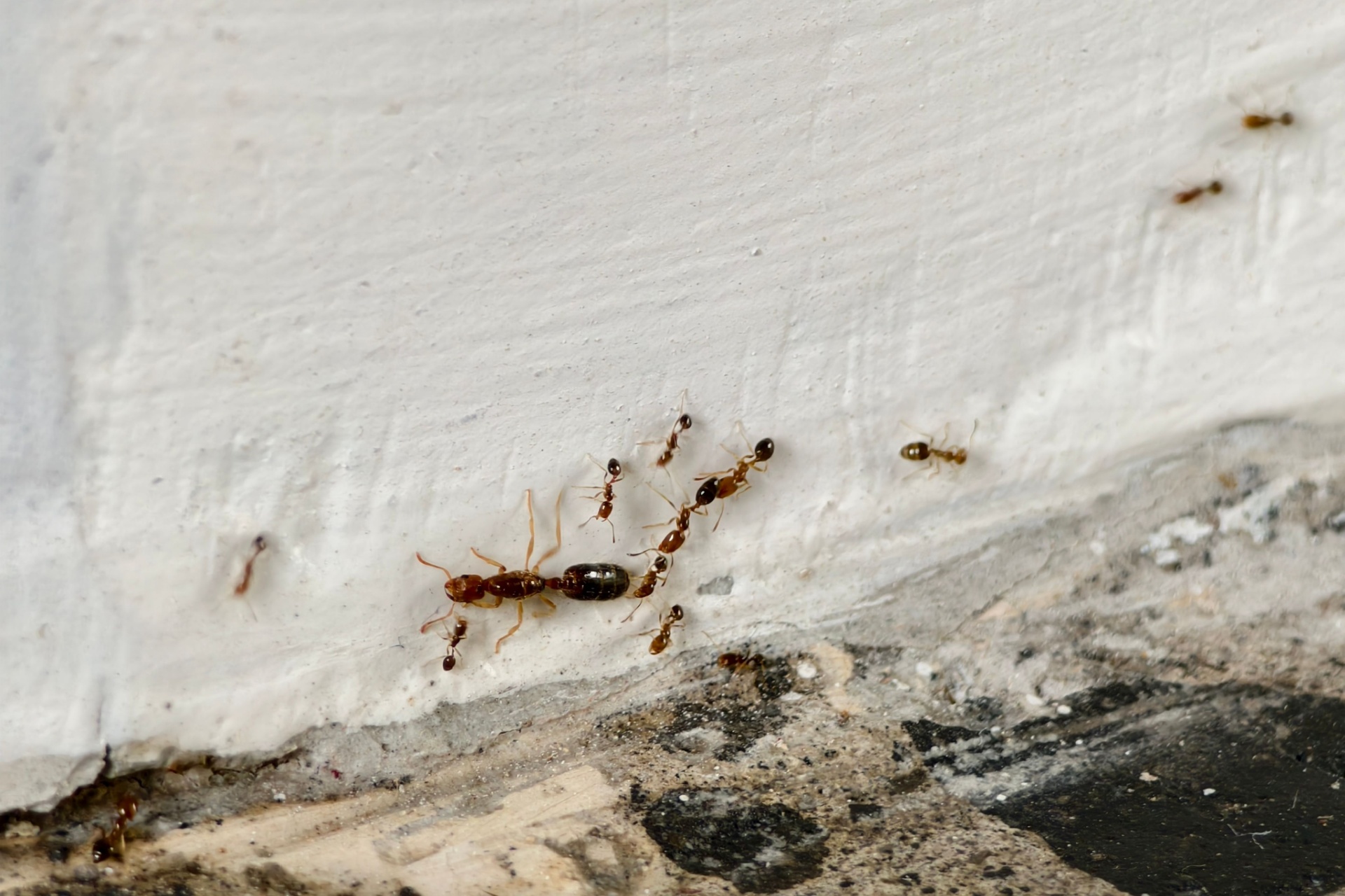 Read more about the article Signs You Have an Ant Infestation in Your Fort Myers Home