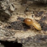 Best Termite Exterminators in Fort Myers, FL
