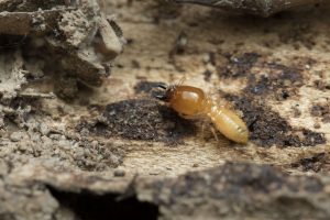 Read more about the article Best Termite Exterminators in Fort Myers, FL