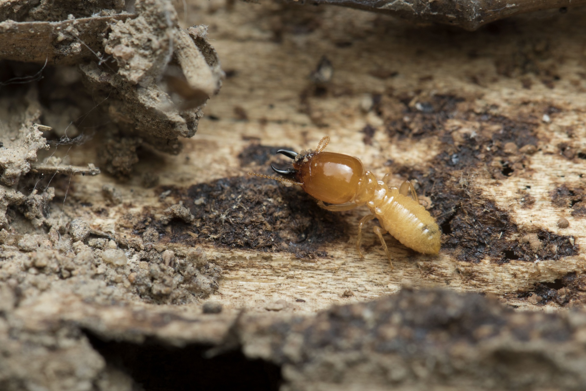You are currently viewing Best Termite Exterminators in Fort Myers, FL