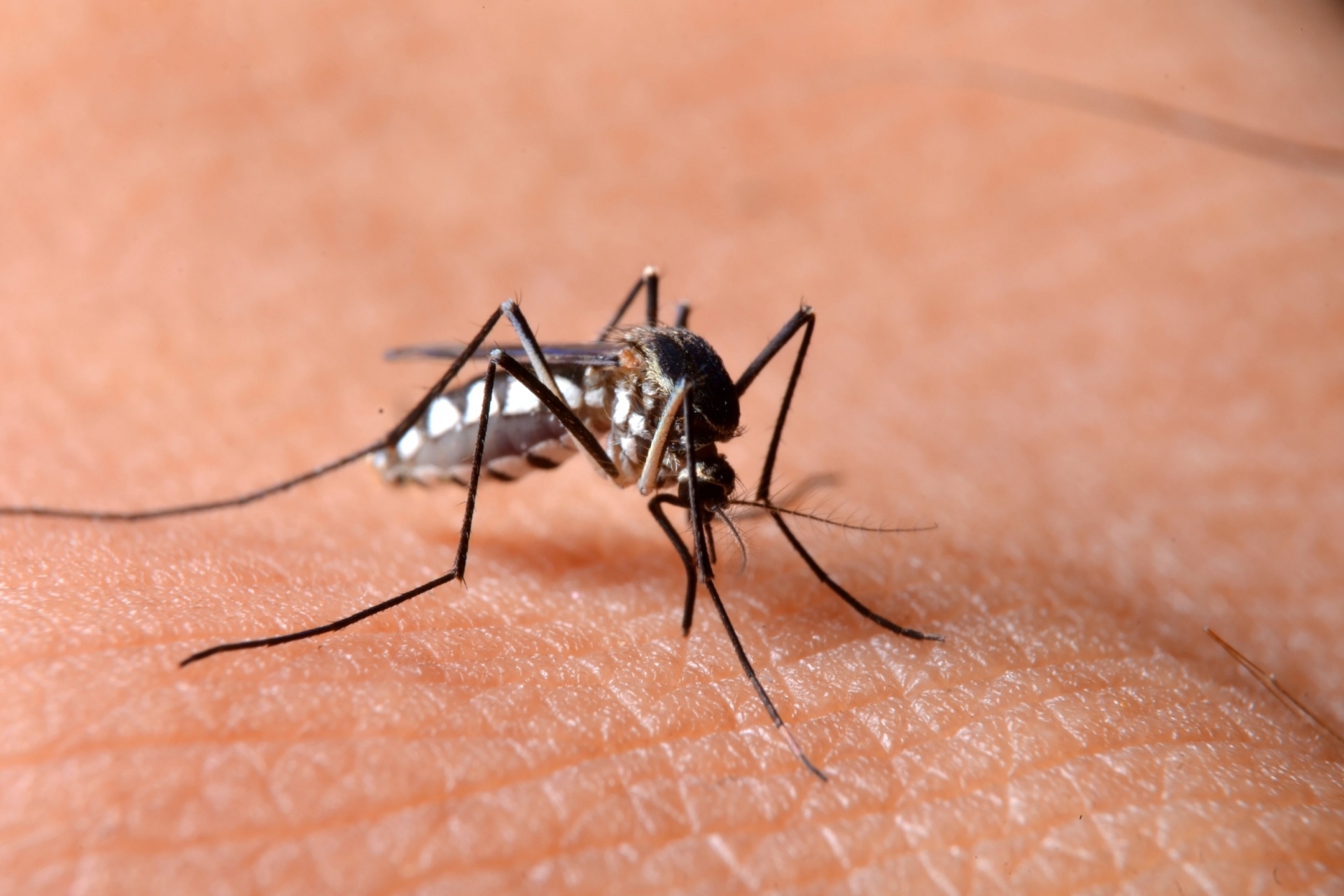 Read more about the article Do Mosquito Treatments Actually Work in Florida?