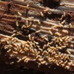 Why Termites Are a Major Problem for Homes in Naples