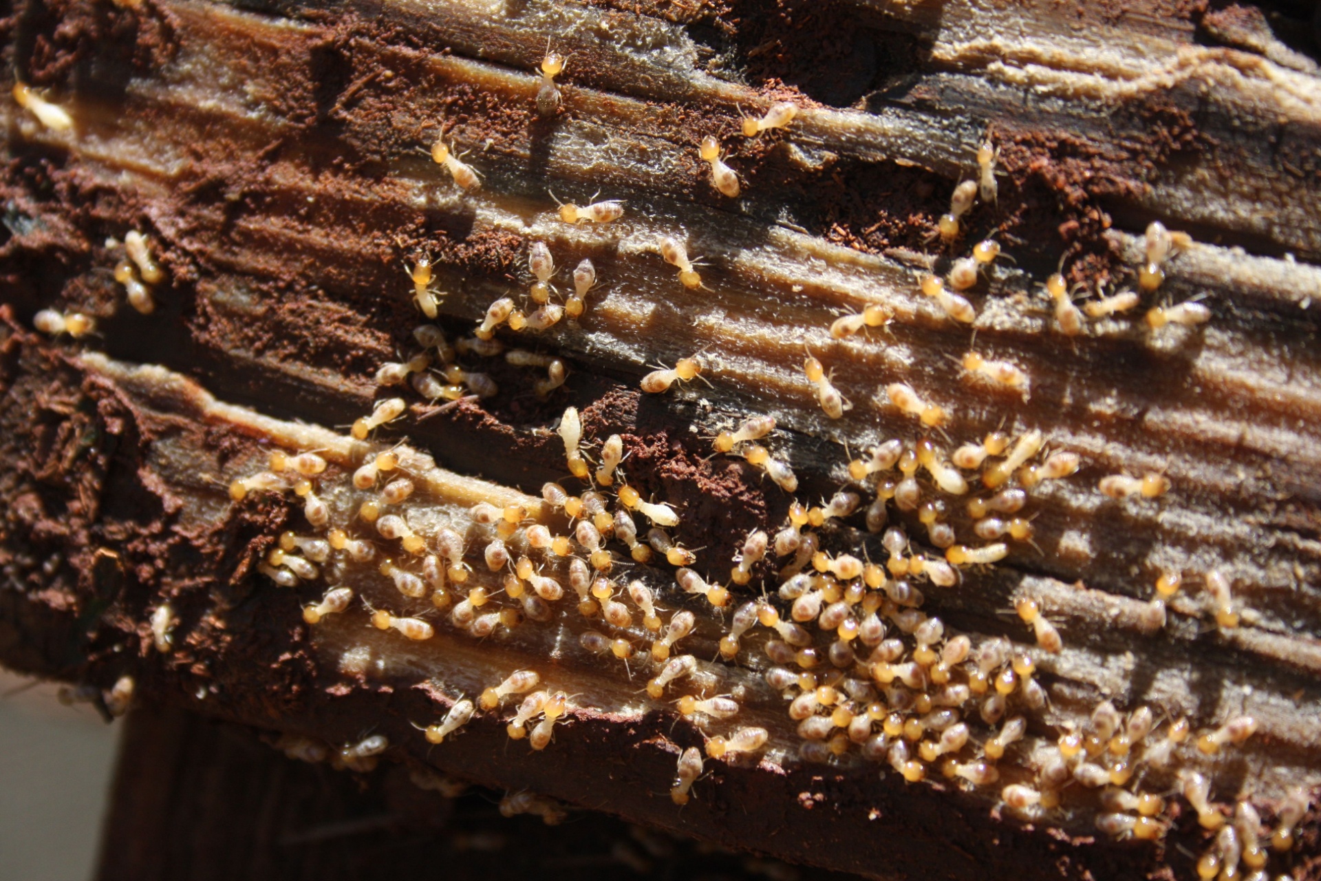You are currently viewing Why Termites Are a Major Problem for Homes in Naples