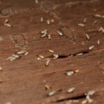 Are Termites Common in Naples, FL?