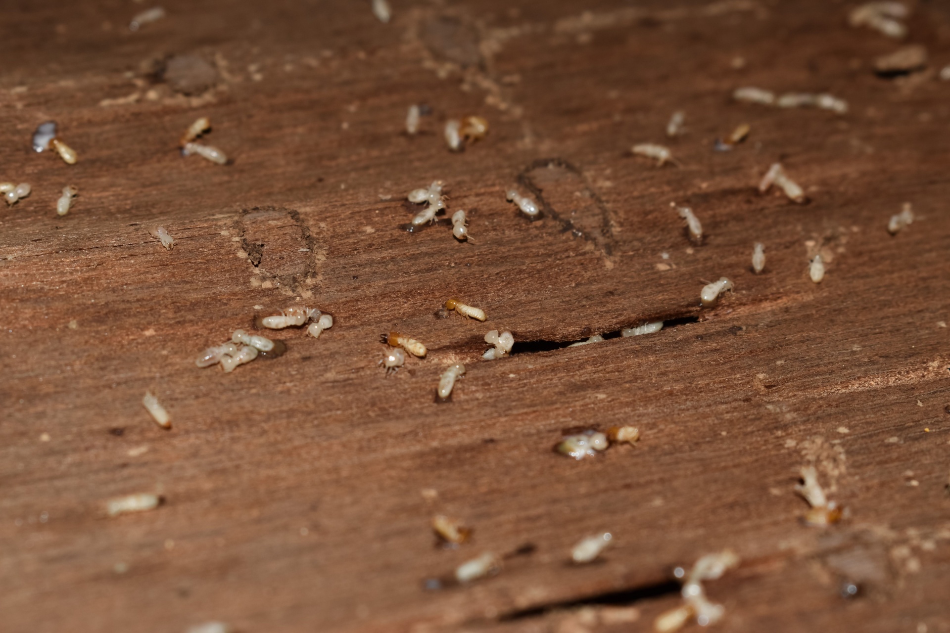 You are currently viewing Are Termites Common in Naples, FL?