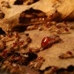 What Pests Are Most Common in Naples, FL Homes?