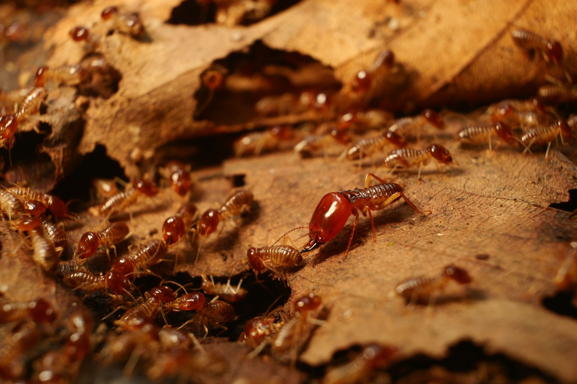 Read more about the article What Pests Are Most Common in Naples, FL Homes?