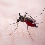 Why Mosquitoes Are So Bad in Naples, FL (And What You Can Do)