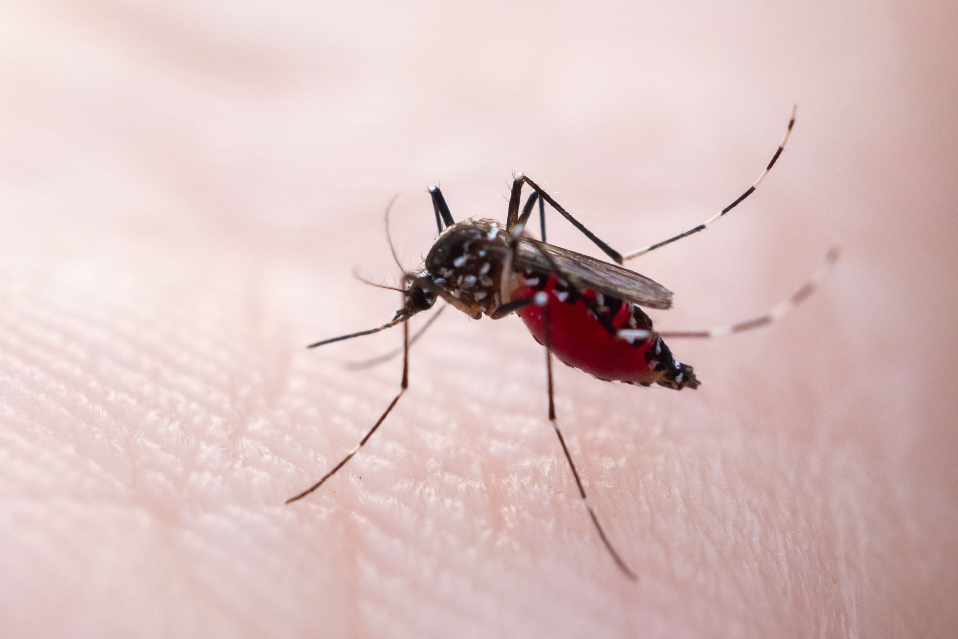 Read more about the article Why Mosquitoes Are So Bad in Naples, FL (And What You Can Do)