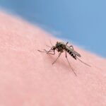 How to Reduce Mosquitoes in Your Naples Yard