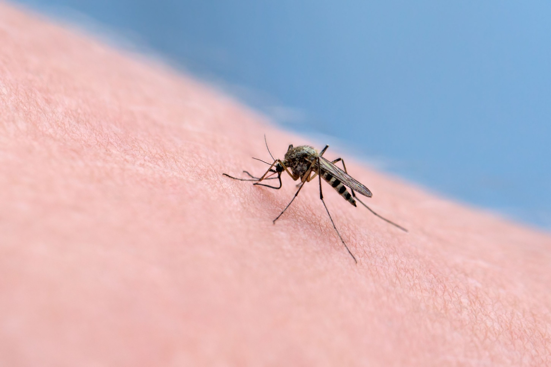 You are currently viewing How to Reduce Mosquitoes in Your Naples Yard