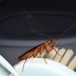 Why Cockroaches Often Appear After Heavy Rainfall in Fort Myers