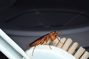 Read more about the article Why Cockroaches Often Appear After Heavy Rainfall in Fort Myers