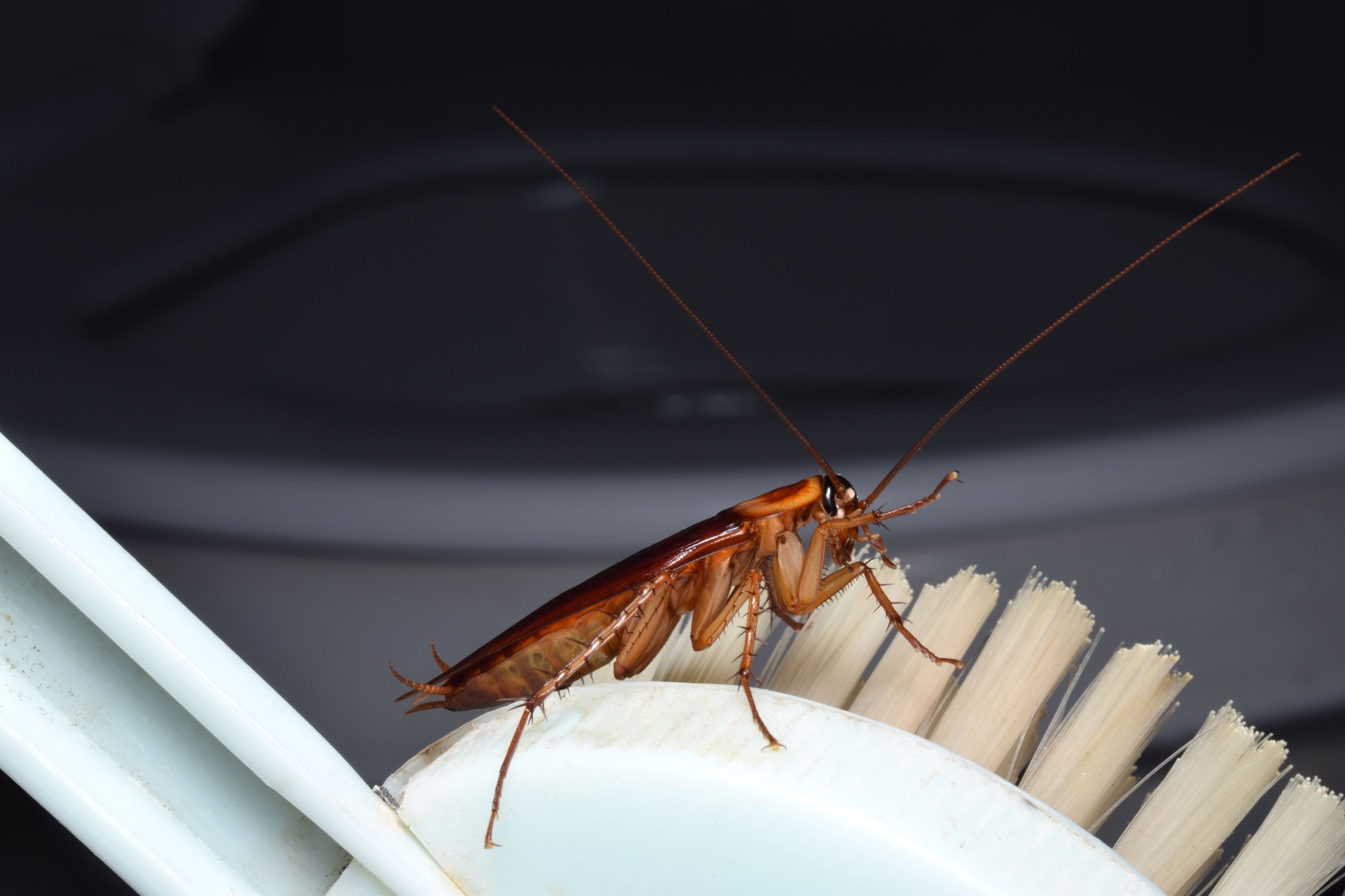 You are currently viewing Why Cockroaches Often Appear After Heavy Rainfall in Fort Myers