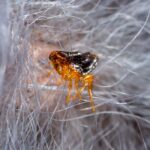 Why Fleas Are a Year-Round Problem in Fort Myers
