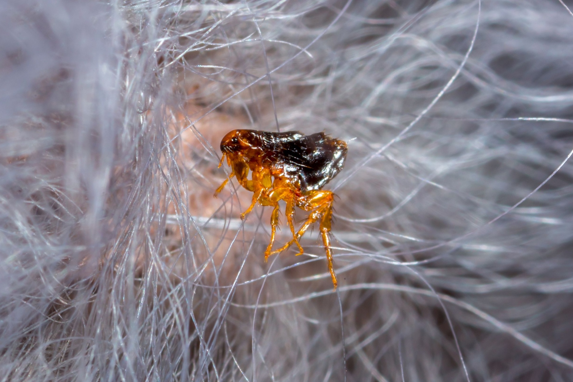 You are currently viewing Why Fleas Are a Year-Round Problem in Fort Myers