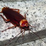 The Most Common Entry Points Cockroaches Use to Invade Fort Myers Homes
