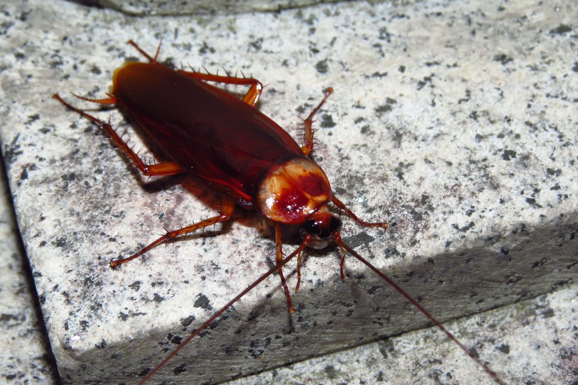 You are currently viewing The Most Common Entry Points Cockroaches Use to Invade Fort Myers Homes