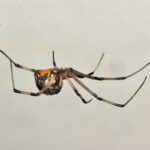What Makes Screened Lanais So Attractive to Spiders?