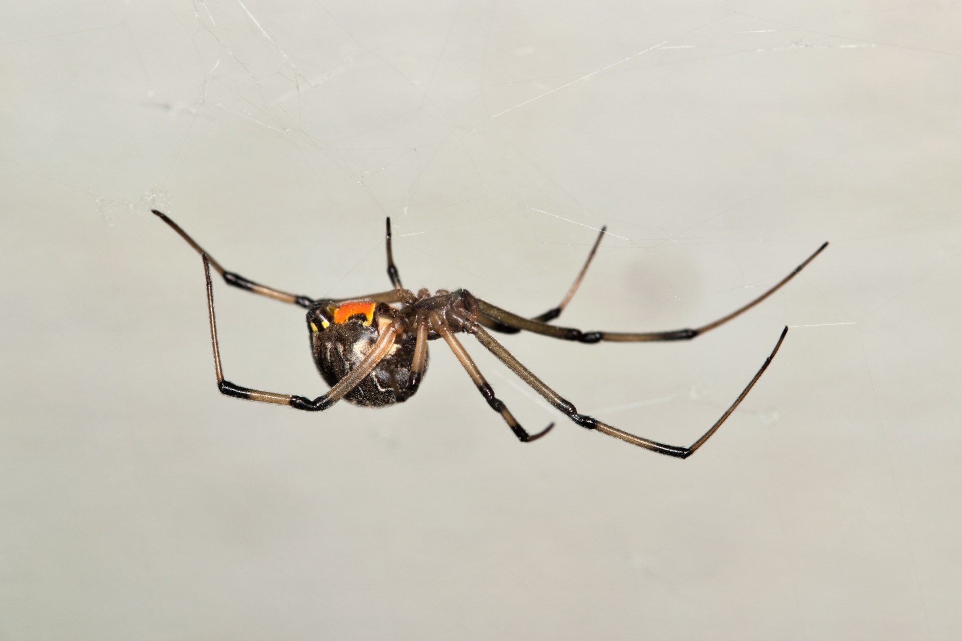 You are currently viewing What Makes Screened Lanais So Attractive to Spiders?