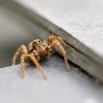 The Best Spider Exterminators in Naples, FL